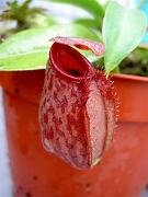 Nepenthes aristolochioides x khasiana